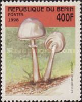 Lepiota Leucothites