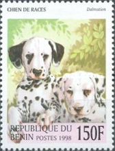 Dalmatian (Canis lupus familiaris)