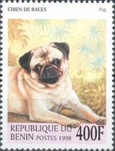 Pug (Canis lupus familiaris)
