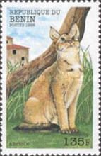 Abyssinian (Felis silvestris catus)