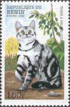 Striped Shorthair (Felis silvestris catus)