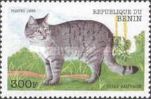 Wildcat (Felis silvestris)