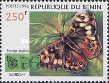 Speckled Wood Butterfly (Pararge aegeria)