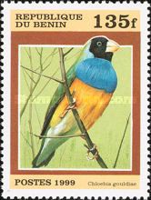 Gouldian Finch (Chloebia gouldiae)