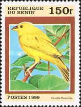 Saffron Finch (Sicalis flaveola)