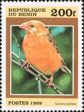 Red-billed Quelea (Quelea quelea)
