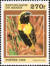 Yellow-crowned Bishop (Euplectes afer)