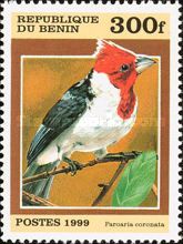 Red-crested Cardinal (Paroaria coronata)