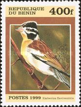 Golden-breasted Bunting (Emberiza flaviventris)