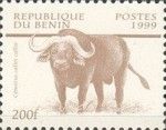African Buffalo (Syncerus caffer)