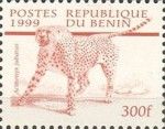 Cheetah (Acinonyx jubatus)