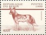 African Hunting Dog (Lycaon pictus)