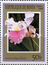 Brassocattleya cliftonii