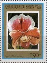 Paphiopedilum Paeony