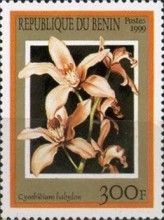 Cymbidium Babylon