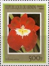 Miltoniopsis Minx (syn.Miltonia Minx)