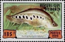 Clown Featherback (Notopterus chitala)