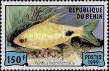 Black-spot Barb (Puntius filamentosus)