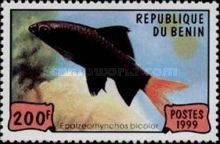 Red-tailed Black Shark (Epalzearhynchos bicolor)