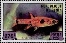 Dwarf Rasbora (Rasbora maculata)