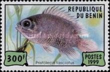 Malayan Leaffish (Pristolepis fasciatus)