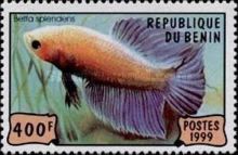 Siamese Fighting Fish (Betta Splendens)