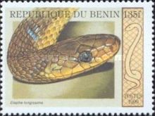 Aesculapian Snake (Elaphe longissima)