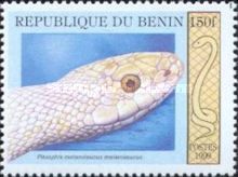Pine Snake (Pituophis melanoleucus)