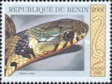 European Grass Snake (Natrix natrix)