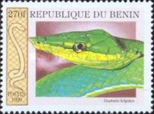Green Vine Snake (Oxybelis fulgidus)