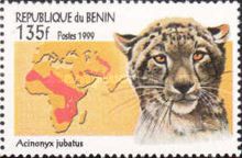 Cheetah (Acinonyx jubatus)