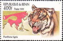 Tiger (Panthera tigris)