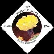 Opuntia groseliniana
