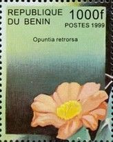 Opuntia Retrorsa