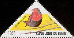 Locustfinch (Estrilda locustella)