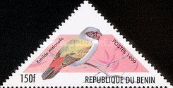 Swee Waxbill (Estrilda melanotis)