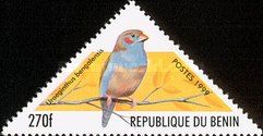 Red-cheeked Cordonbleu (Uraeginthus bengalensis)