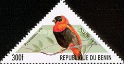 Southern Red Bishop (Pyromelana orix)