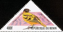 Village Weaver (Ploceus cucullatus)