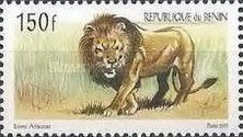 Lion (Panthera leo)