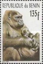 Western Gorilla (Gorilla gorilla)