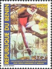 Red-bellied Monkey (Cercopithecus erythrogaster)