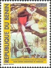 Red-bellied Monkey (Cercopithecus erythrogaster)