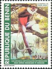 Red-bellied Monkey (Cercopithecus erythrogaster)