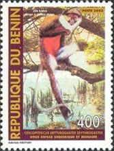 Red-bellied Monkey (Cercopithecus erythrogaster)