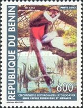 Red-bellied Monkey (Cercopithecus erythrogaster)