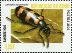 Blister Beetle (Zonabris polymorpha)