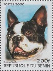 Boston Terrier (Canis lupus familiaris)