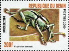Weevil (Eupholus bennetti) Bangkok 2000
