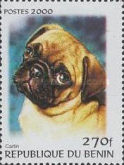 Pug (Canis lupus familiaris)
